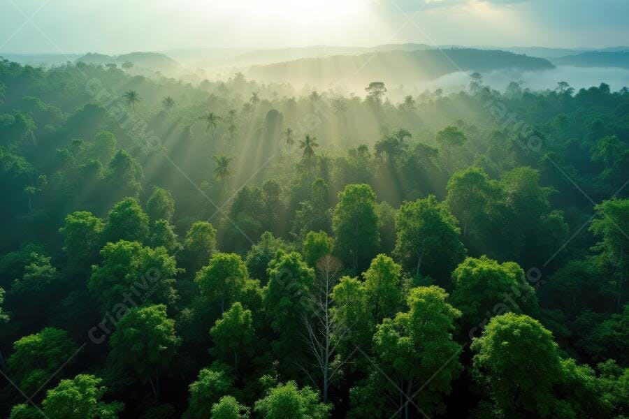 Foto Floresta Tropical Vista Aérea Raios de Sol Manhã