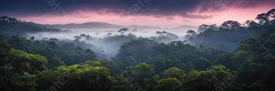Foto Floresta Tropical Neblina Amanhecer Céu Rosa Púrpura