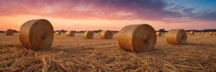 Foto Campo de Feno Pôr do Sol Dourado Paisagem Rural