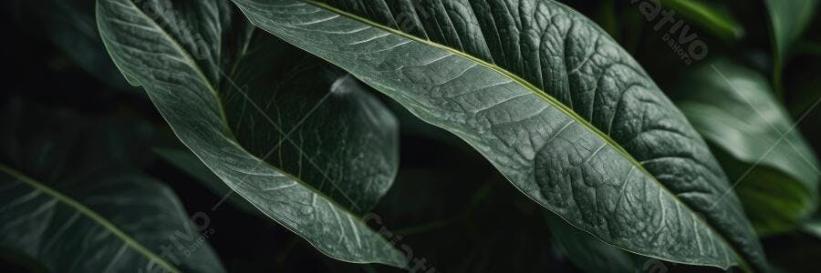 Foto Folhas Verdes Escuras Textura Natural Fundo Botânico