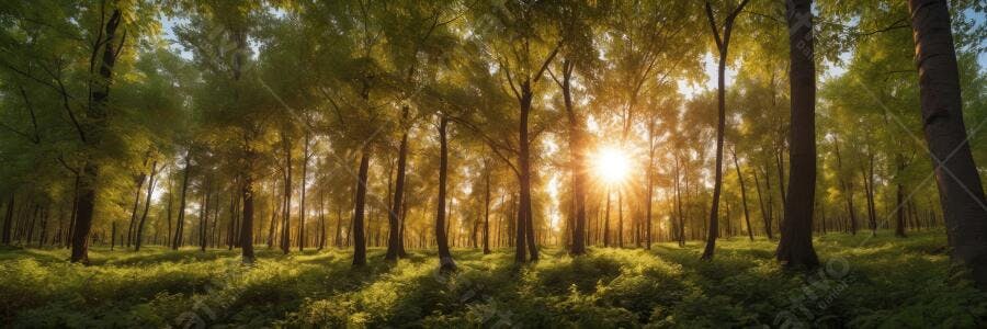 Foto Floresta Árvores Sol Entardecer Raios de Luz