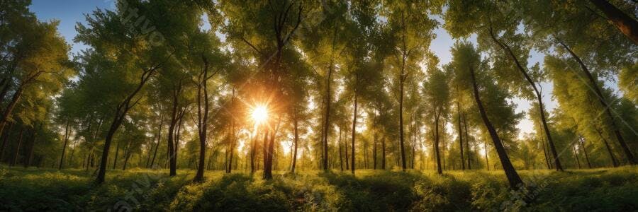 Foto Floresta Árvores Verdes Sol Nascente Natureza