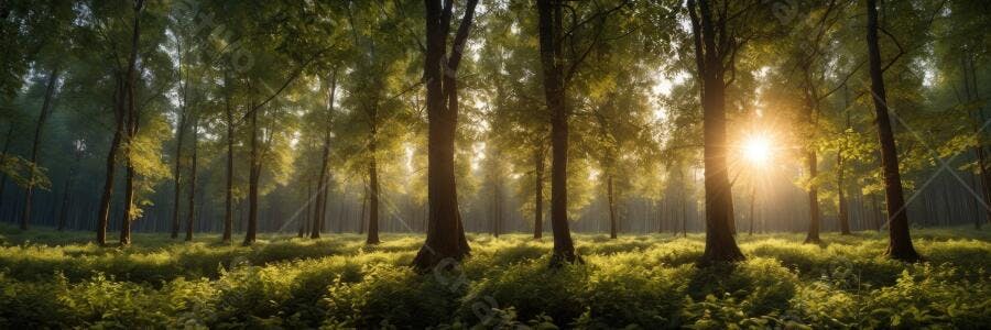 Foto Floresta Árvores Sol Nascente Natureza Verde