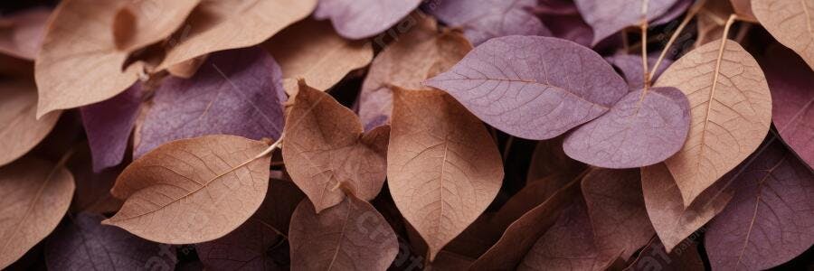 Foto Folhas Secas Outono Tons de Marrom e Roxo Natureza