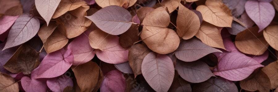 Foto Folhas Secas Outono Tons Rosa Marrom Natureza