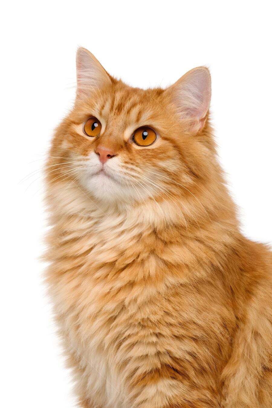 Foto Gato Laranja Olhando para Cima Fundo Branco Estúdio