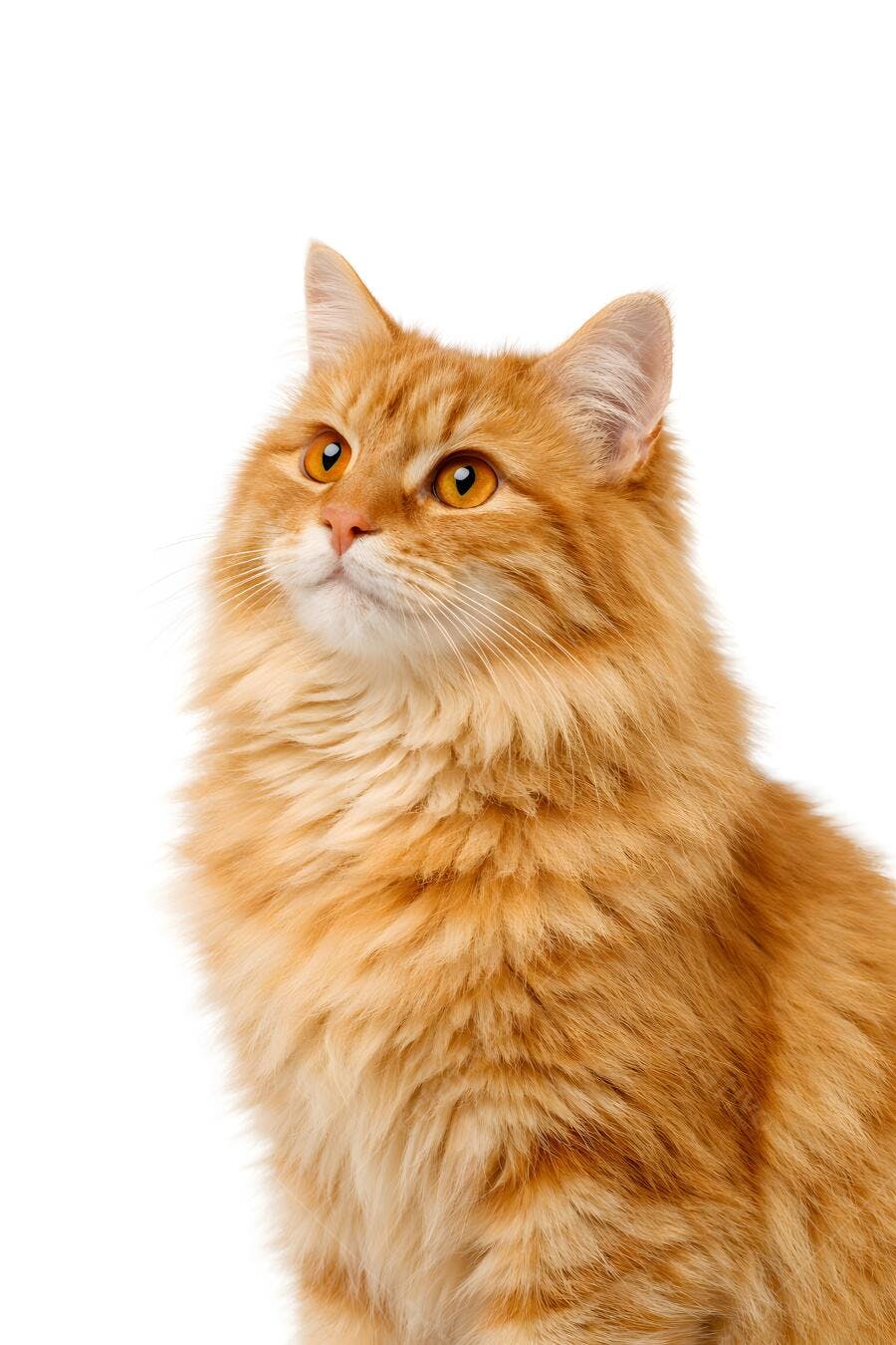 Foto Gato Laranja Olhando para Cima Fundo Branco Estúdio