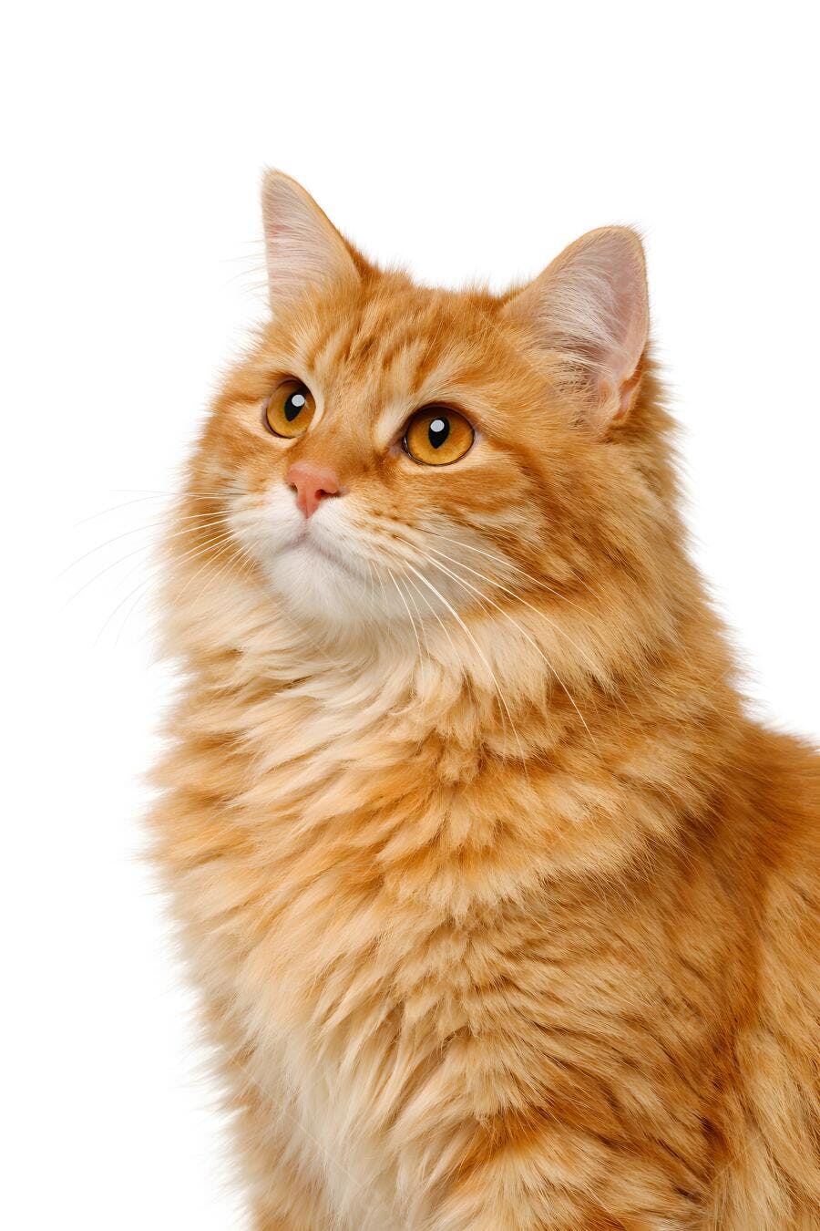 Foto Gato Laranja Olhando para Cima Fundo Branco Estúdio