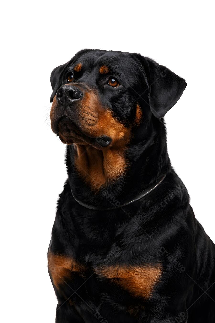 Foto Cachorro Rottweiler Olhando para Cima Estúdio Branco