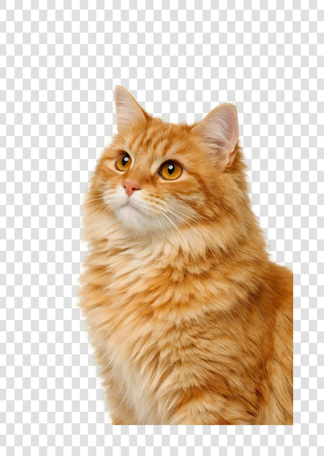 Foto Recortada Gato Laranja Olhando Cima PNG Fundo Transparente