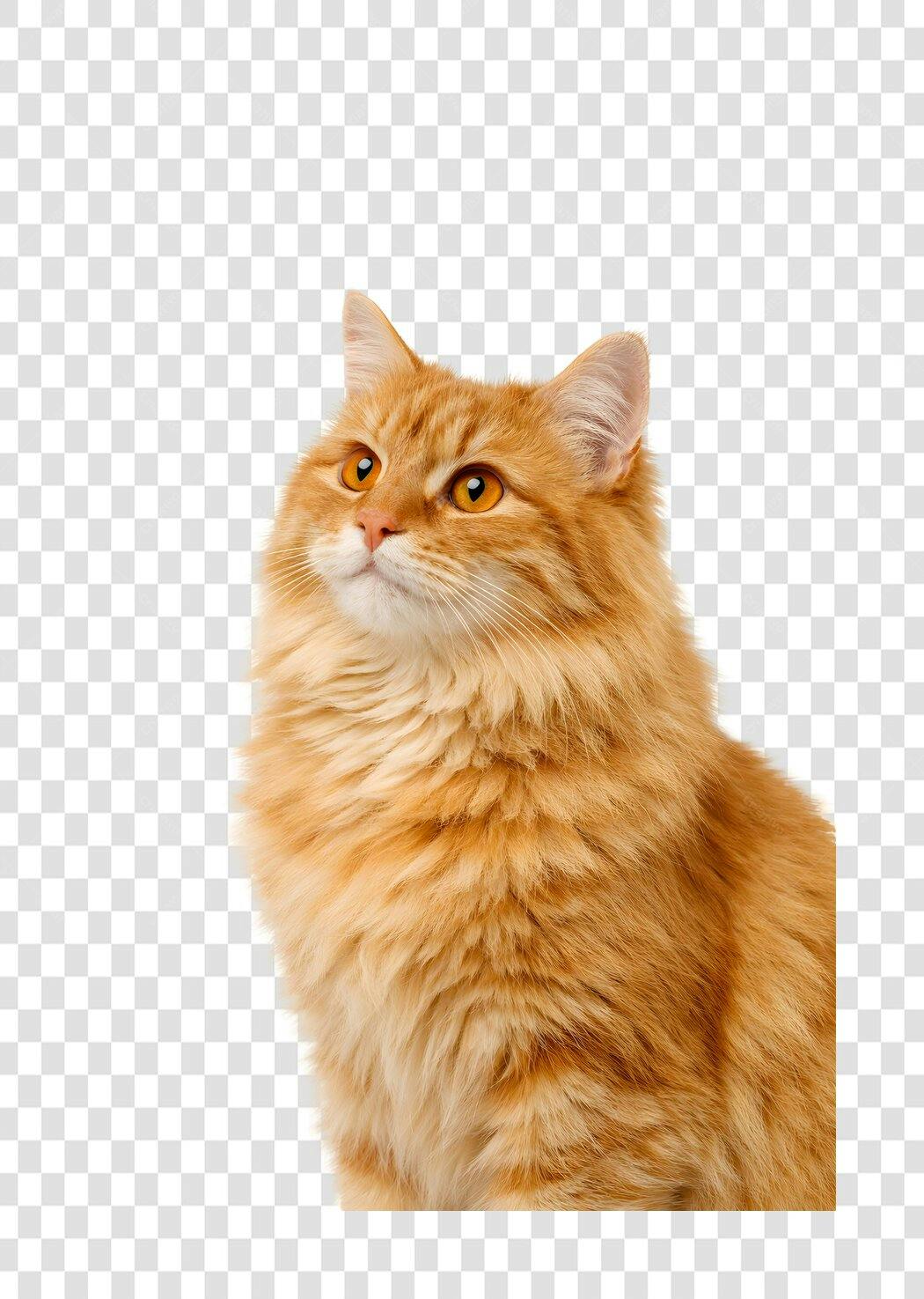 Foto Recortada Gato Laranja Peludo Olhando Cima PNG Fundo Transparente