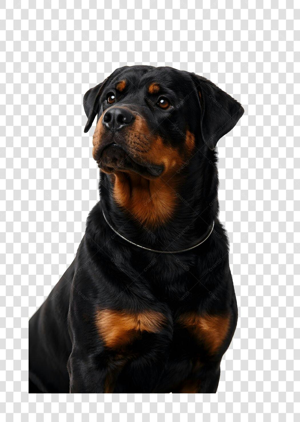 Foto Recortada Cachorro Rottweiler Olhando Cima PNG Fundo Transparente