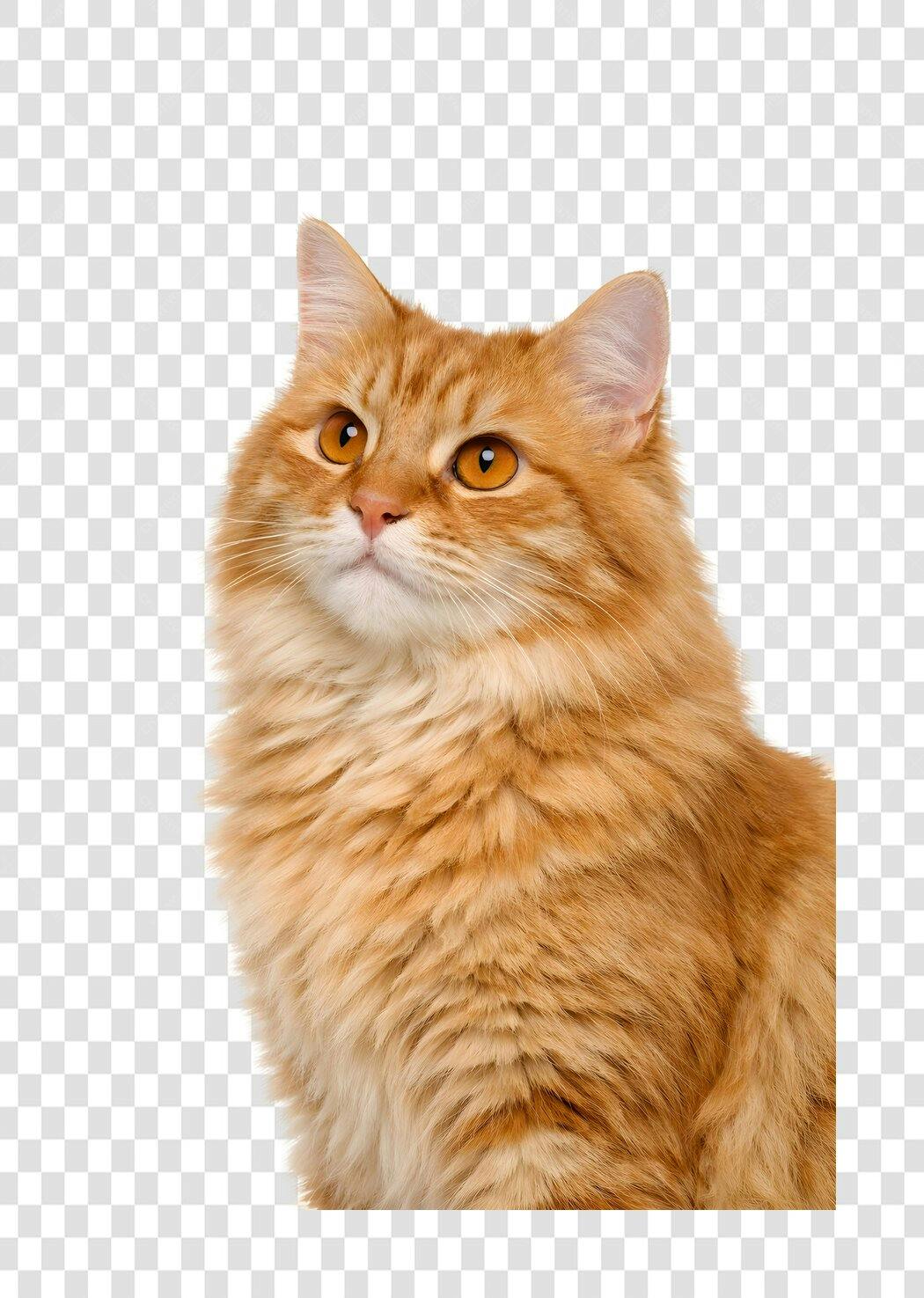 Foto Recortada Gato Laranja Peludo Olhando Cima PNG Fundo Transparente