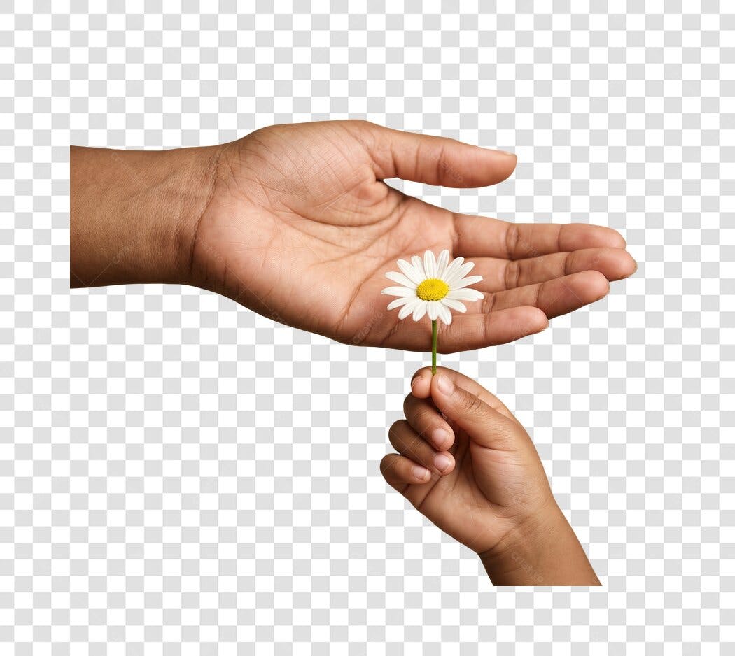 Foto Recortada Mão Adulta Entregando Margarida Criança PNG Fundo Transparente