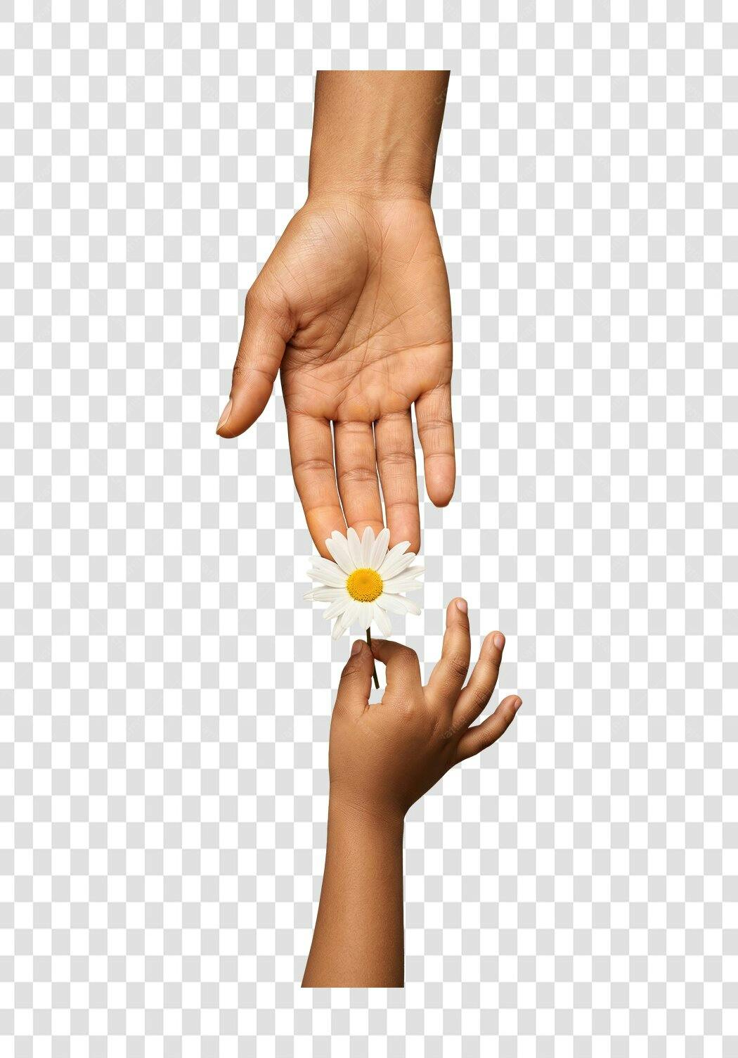 Foto Recortada Mãos Adulto e Criança Margarida PNG Fundo Transparente