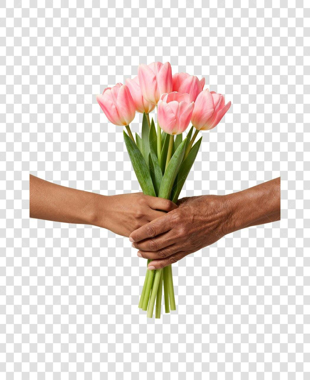 Foto Recortada Mãos Entregando Tulipas Rosas PNG Fundo Transparente