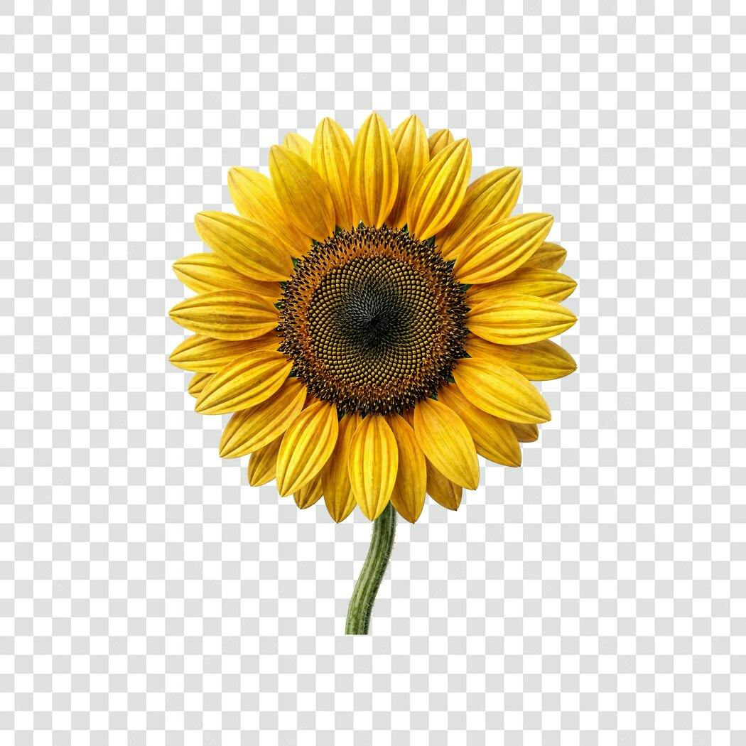 Foto Recortada Girassol Amarelo PNG Fundo Transparente