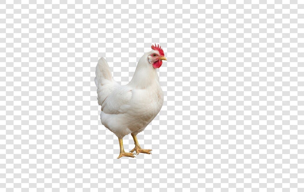 Foto Recortada Galinha Branca Fazenda PNG Fundo Transparente