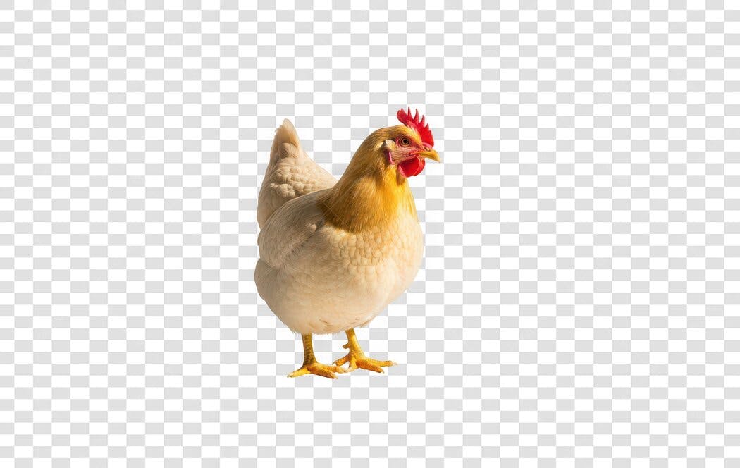 Foto Recortada Galinha Caipira Fazenda PNG Fundo Transparente