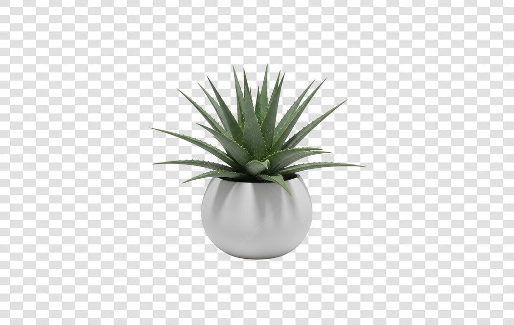 Elemento 3D Planta Suculenta Vaso Branco PNG Fundo Transparente
