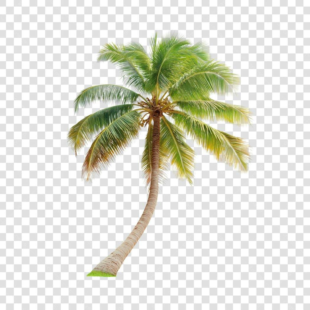 Foto Recortada Coqueiro Tropical Verão PNG Fundo Transparente