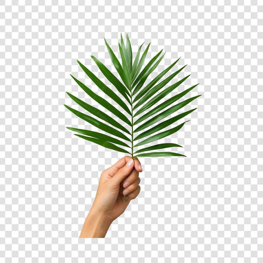 Foto Recortada Mão Segurando Folha de Palmeira PNG Fundo Transparente