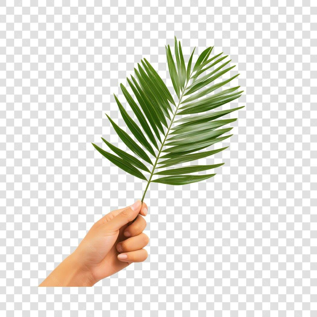 Foto Recortada Mão Segurando Folha de Palmeira PNG Fundo Transparente
