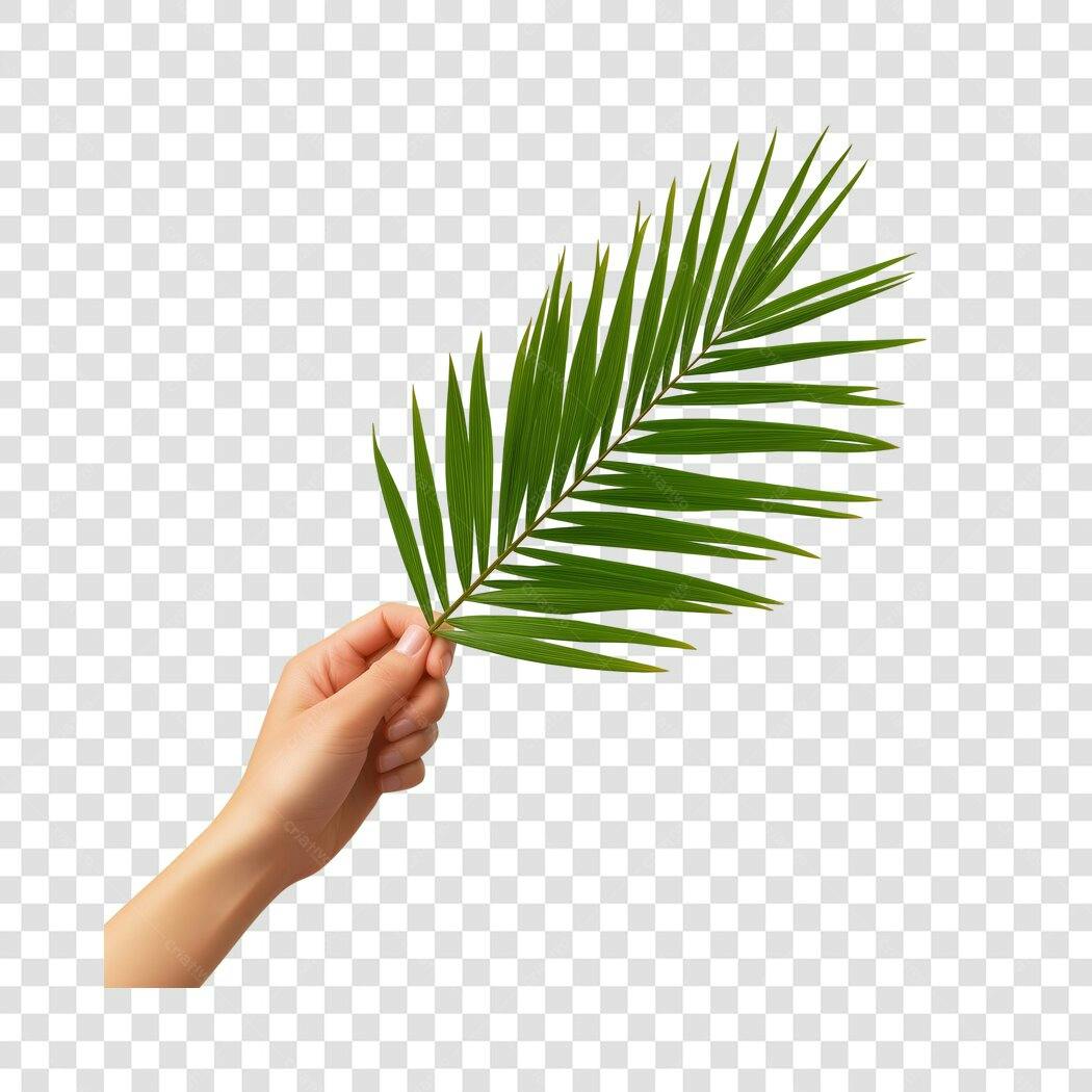 Foto Recortada Mão Segurando Folha de Palmeira PNG Fundo Transparente