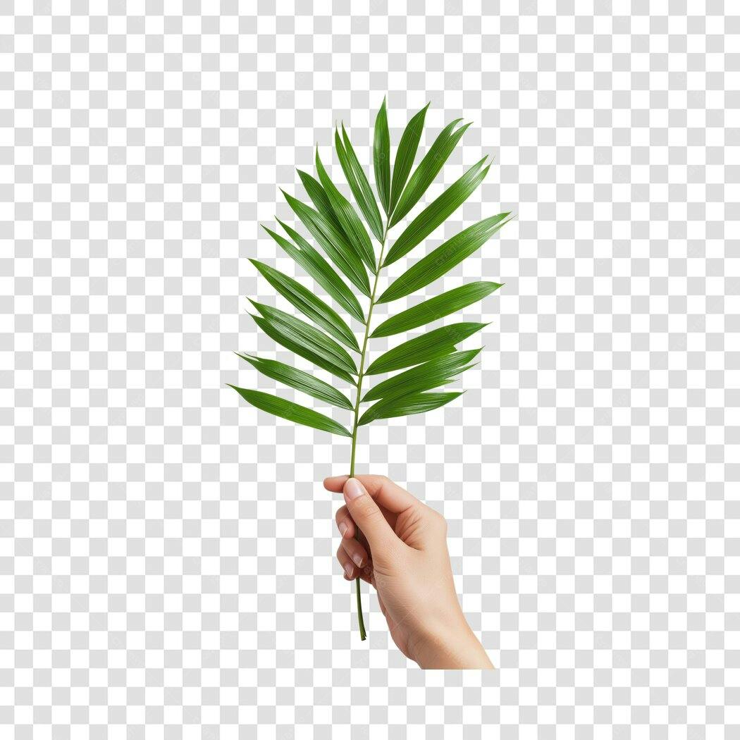 Foto Recortada Mão Segurando Folha Palmeira PNG Fundo Transparente