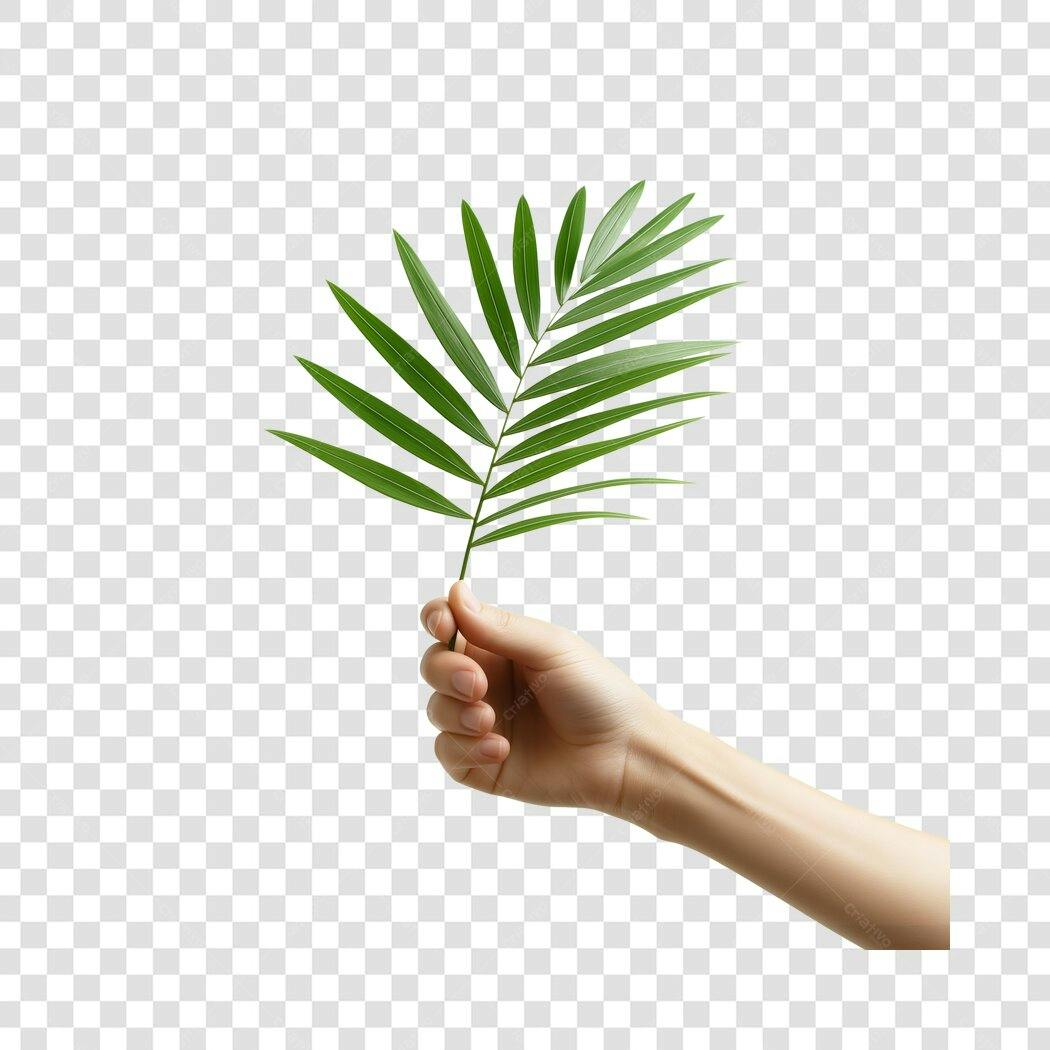 Foto Recortada Mão Segurando Folha Verde PNG Fundo Transparente