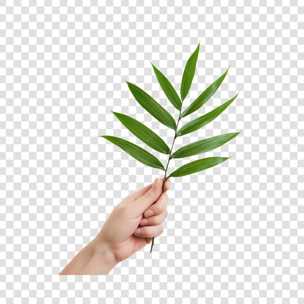 Foto Recortada Mão Segurando Folha Verde PNG Fundo Transparente