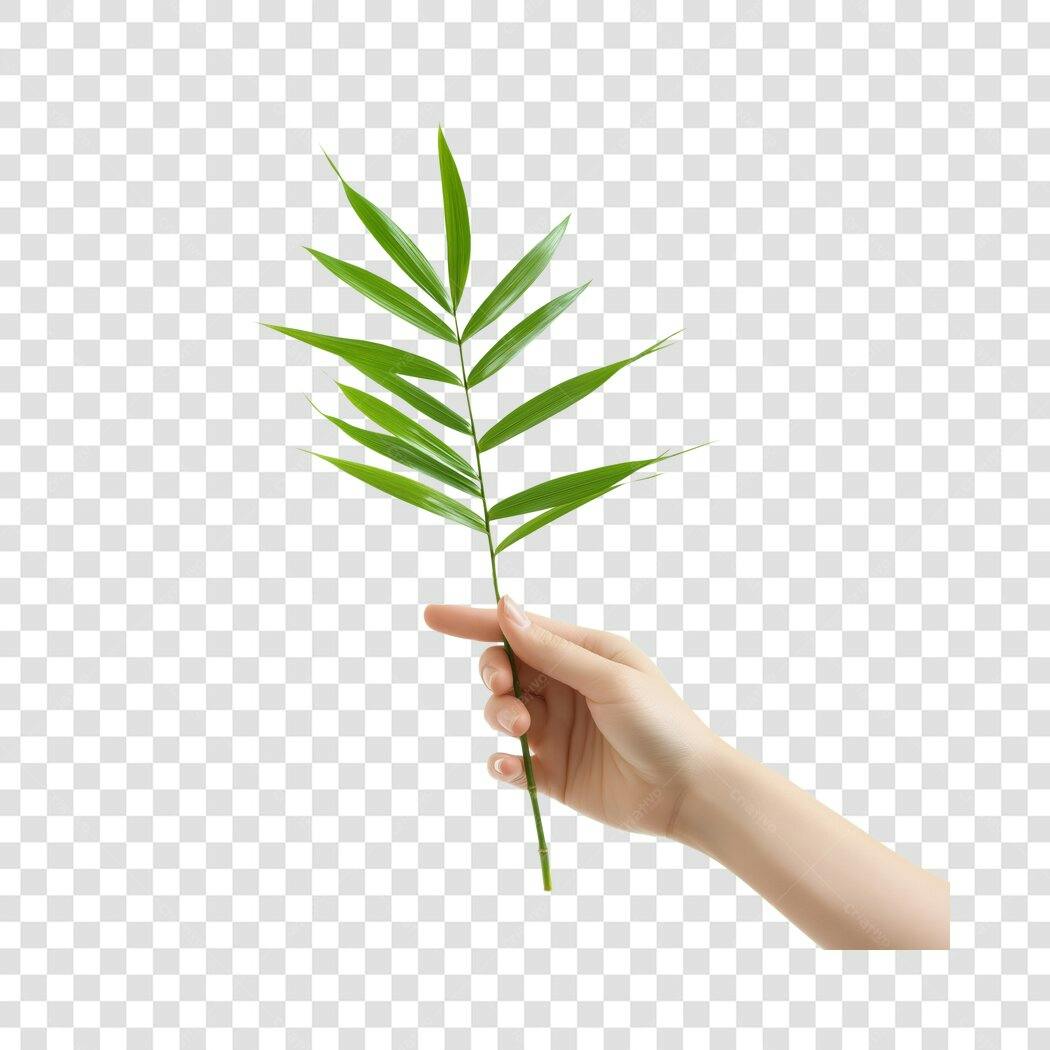 Foto Recortada Mão Segurando Folha Verde PNG Fundo Transparente