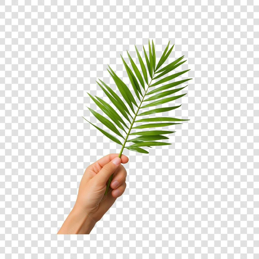 Foto Recortada Mão Segurando Folha Verde Tropical PNG Fundo Transparente