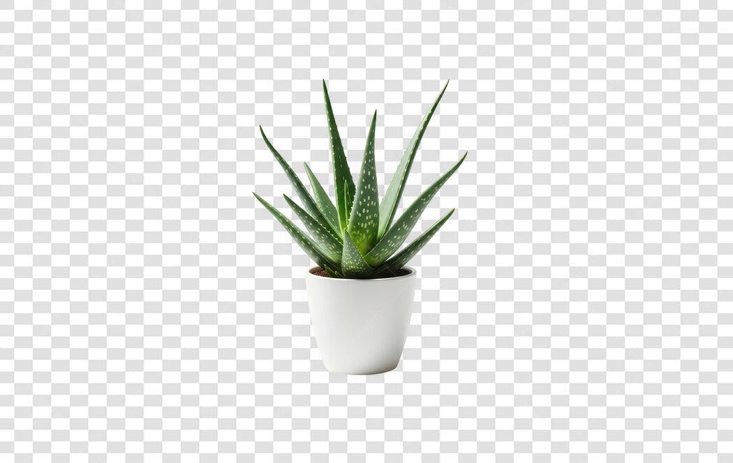 Foto Recortada Planta Aloe Vera Vaso Branco PNG Fundo Transparente