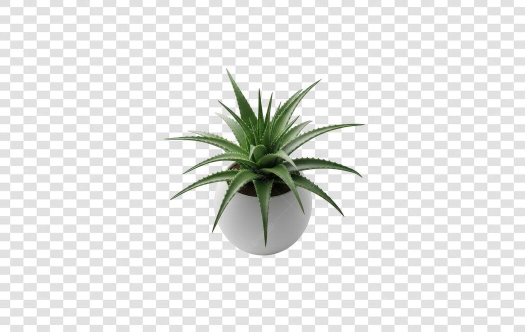 Foto Recortada Planta Aloe Vera Vaso Branco PNG Fundo Transparente