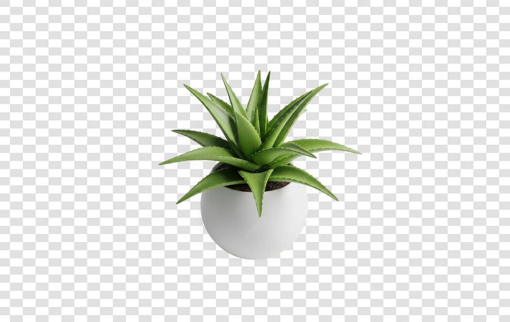 Foto Recortada Planta Suculenta Vaso Branco PNG Fundo Transparente