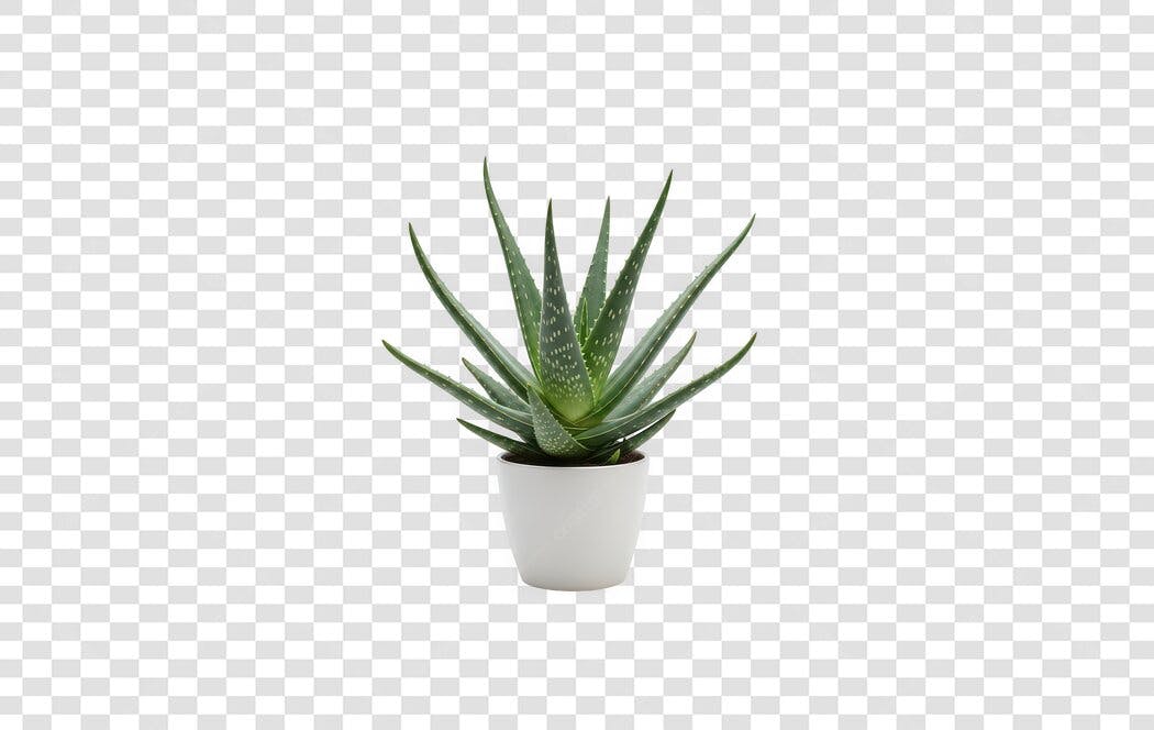 Foto Recortada Planta Suculenta Vaso Branco PNG Fundo Transparente