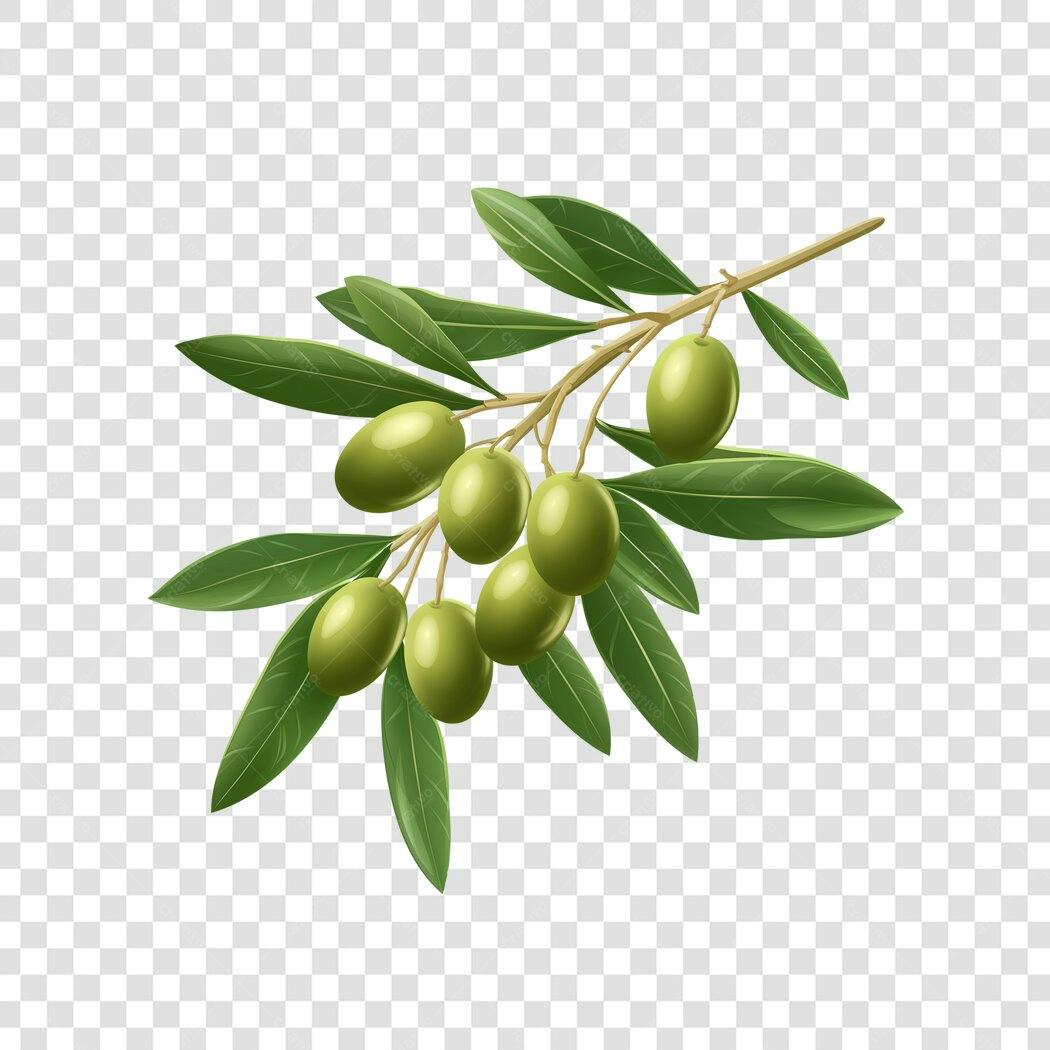 Ilustração Ramo de Azeitonas Verdes PNG Fundo Transparente