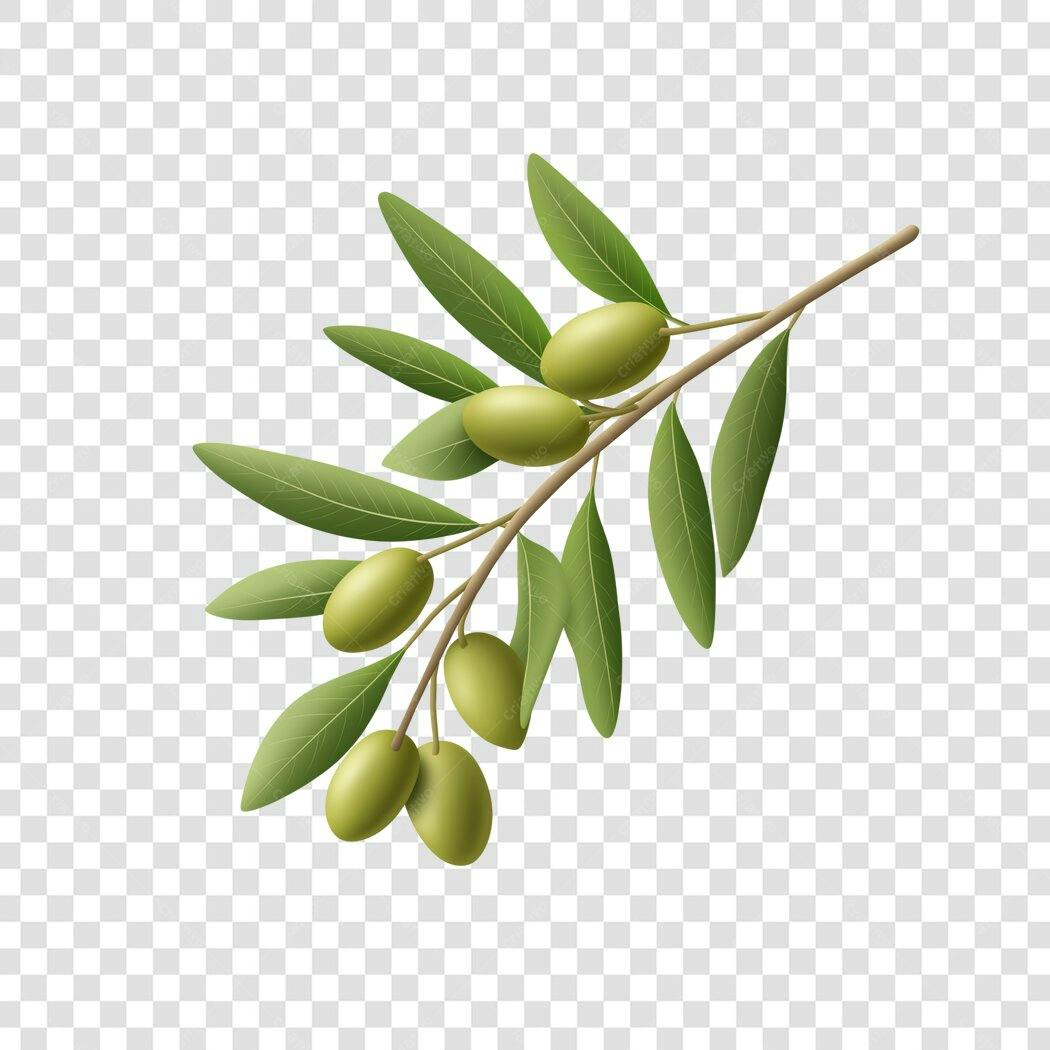 Ilustração Ramo de Azeitonas Verdes PNG Fundo Transparente