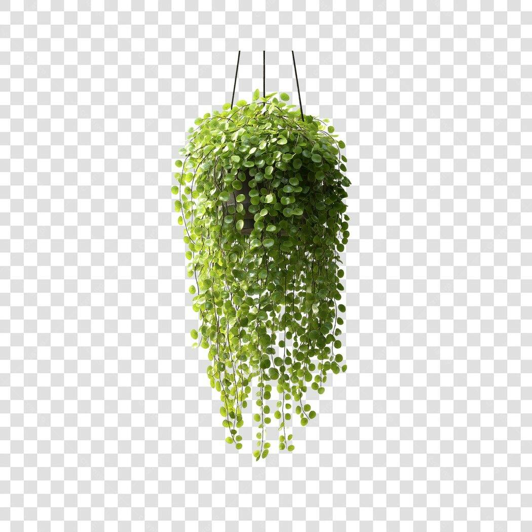 Elemento 3D Planta Pendente Folhagem Verde PNG Fundo Transparente
