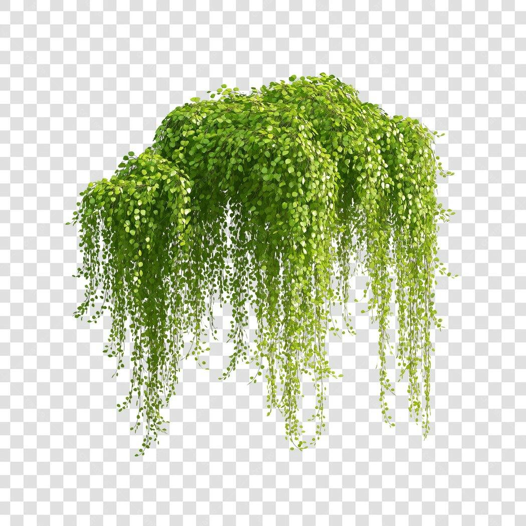 Elemento 3D Planta Pendente Verde Decoração PNG Fundo Transparente