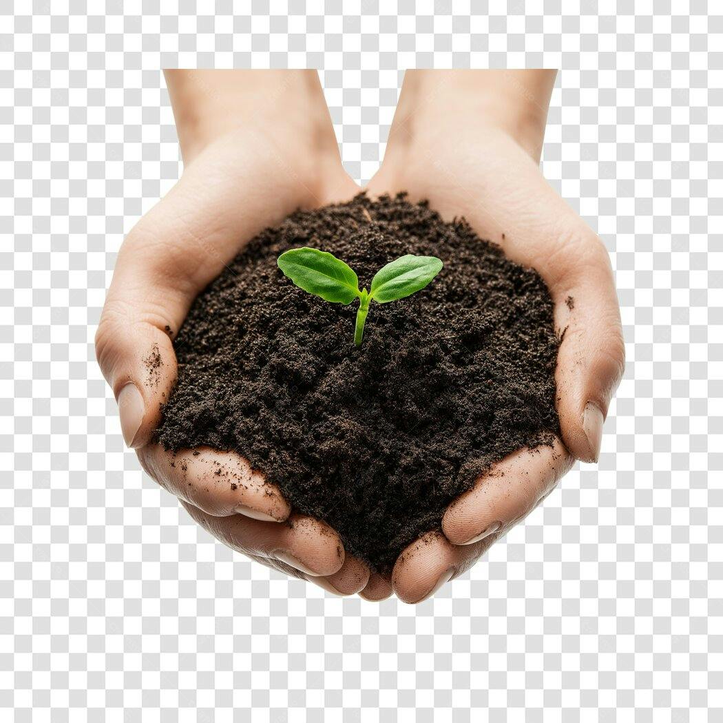 Foto Recortada Mãos Segurando Terra Broto Verde PNG Fundo Transparente