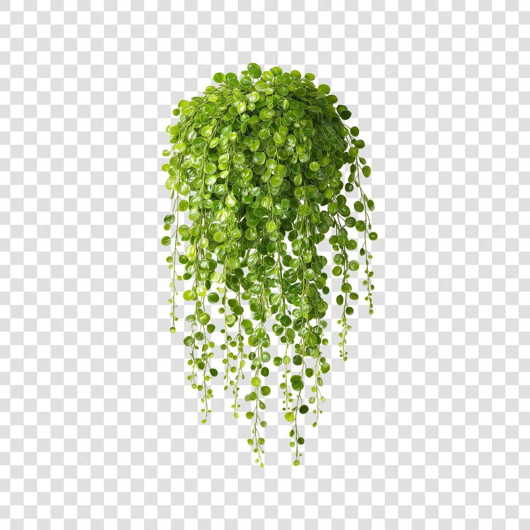 Foto Recortada Planta Pendente Verde PNG Fundo Transparente