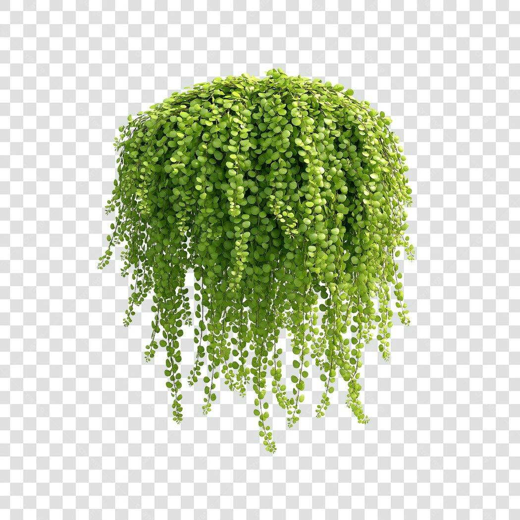 Foto Recortada Planta Pendente Verde PNG Fundo Transparente