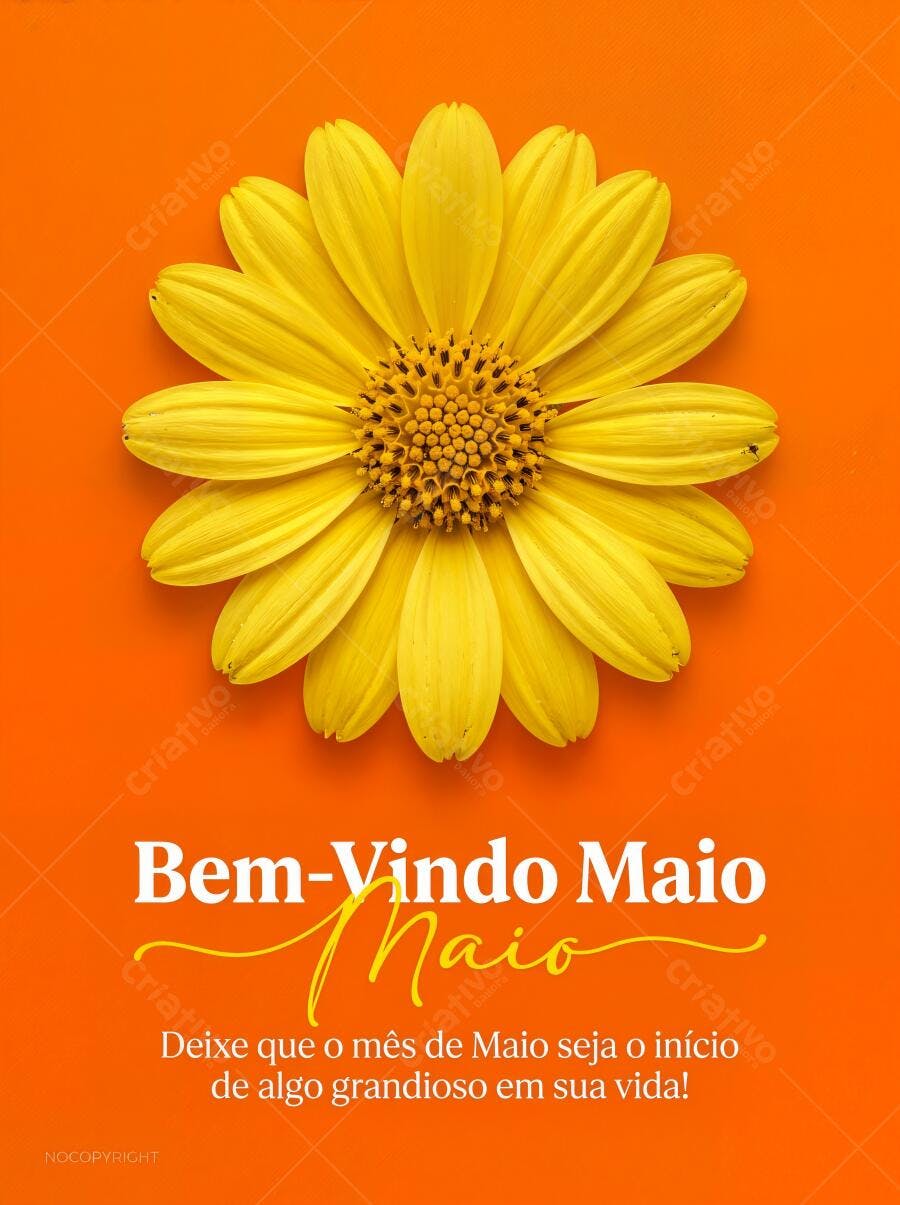 Foto Flor Margarida Amarela Fundo Laranja Bem-Vindo Maio