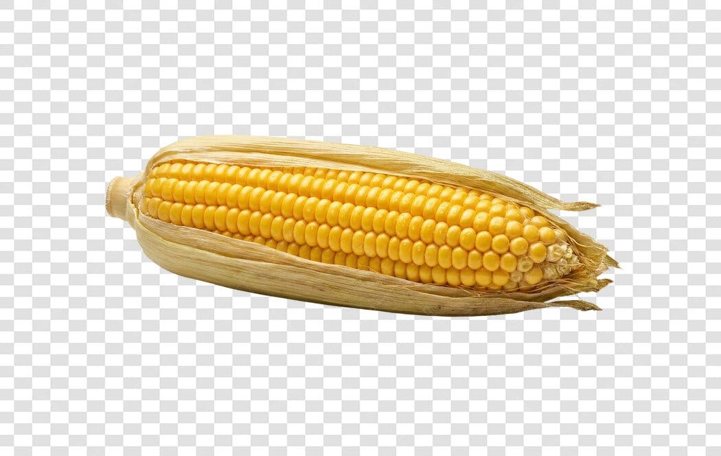 Foto Recortada Espiga de Milho Amarelo PNG Fundo Transparente