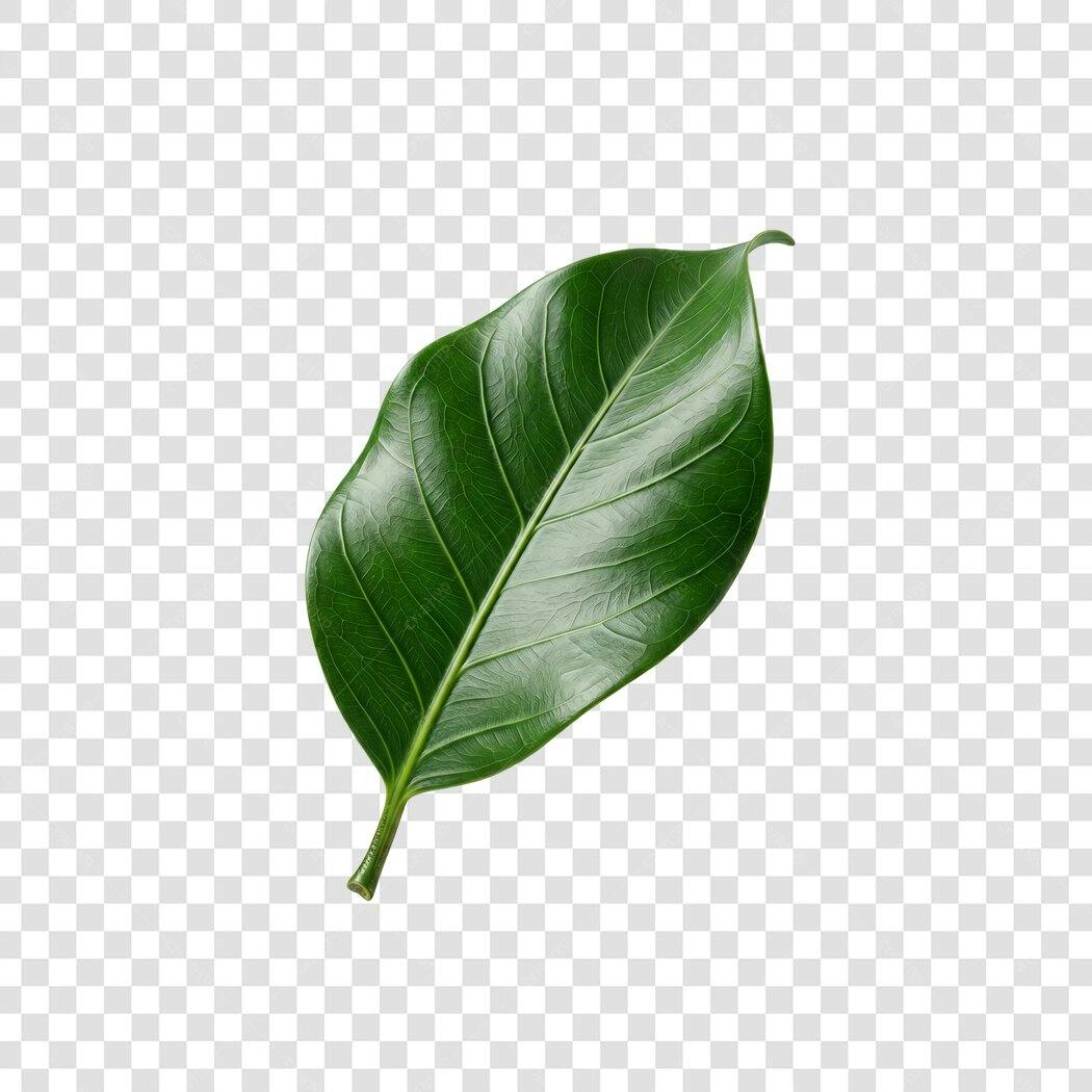 Foto Recortada Folha Verde Natural PNG Fundo Transparente