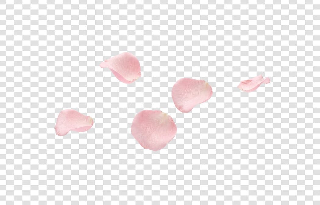 Elemento Decorativo Pétalas de Rosa Rosa PNG Fundo Transparente