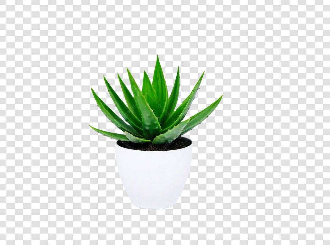 Foto Recortada Aloe Vera Vaso Branco PNG Fundo Transparente