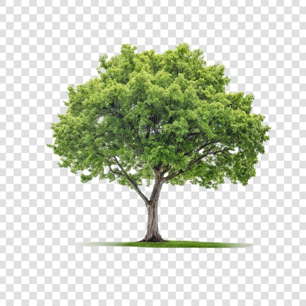 Foto Recortada Árvore Folhagem Verde PNG Fundo Transparente